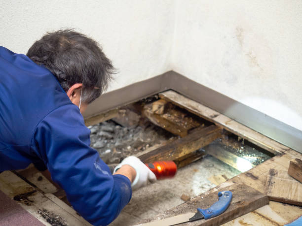 Best Crawl Space Mold Removal  in Evans, CO