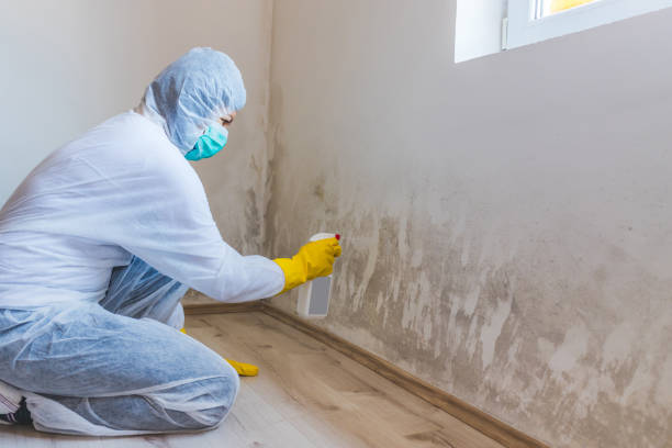 Attic Mold Removal in Evans, CO