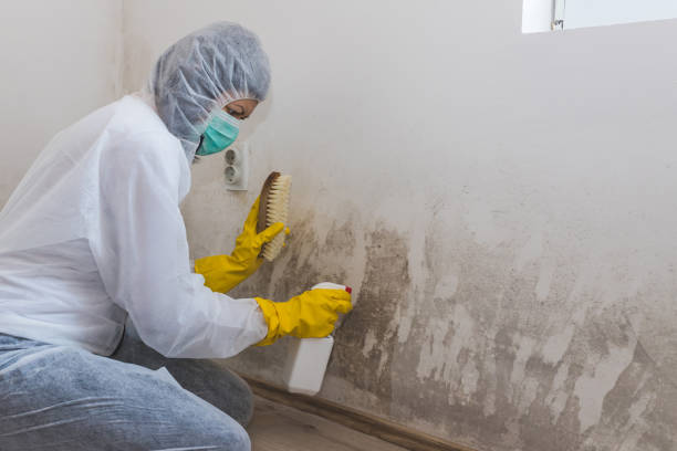 Best Emergency Mold Removal  in Evans, CO