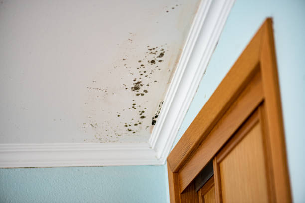 Best Attic Mold Removal  in Evans, CO