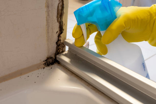 Best Local Mold Removal Service  in Evans, CO
