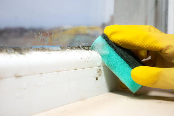 Best Fast Mold Removal  in Evans, CO