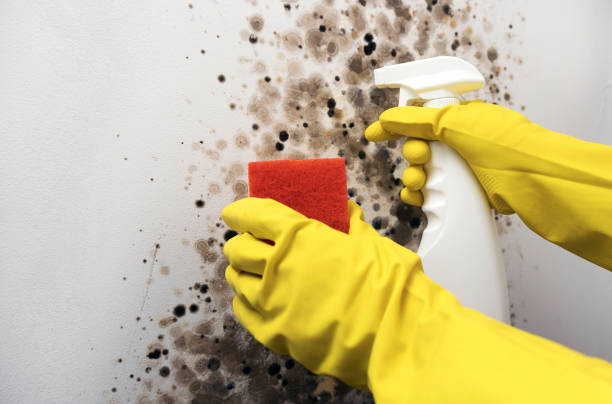 Best Residential Mold Removal  in Evans, CO