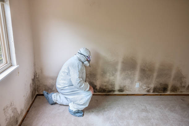 Best Mold Damage Repair  in Evans, CO