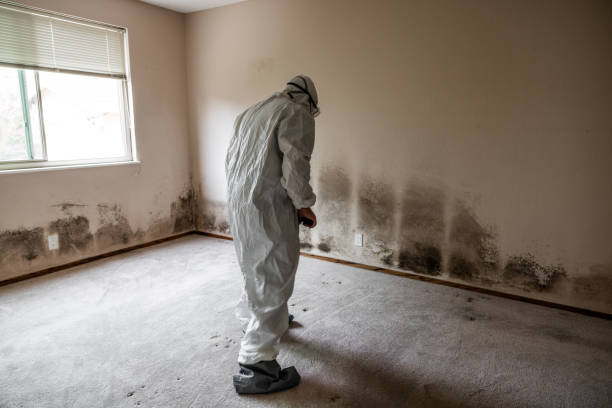 Best Mold Cleaning Services  in Evans, CO