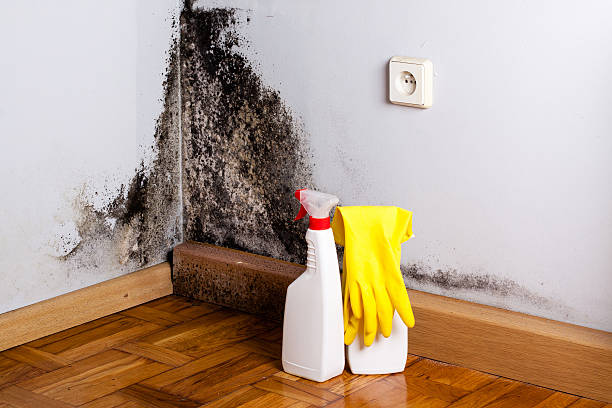 Mold Removal Process in Evans, CO